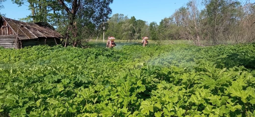 На территории Новосельского сельского поселения продолжается борьба с борщевиком Сосновского..