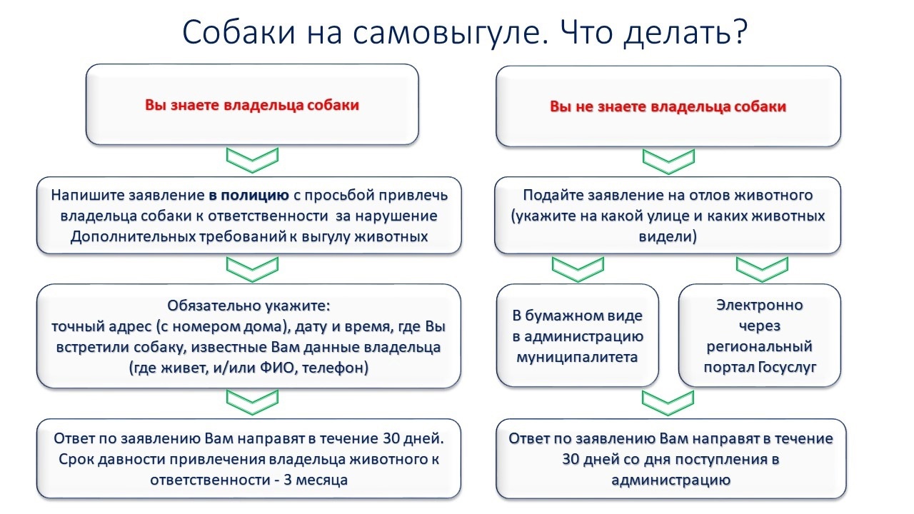 Собаки на самовыгуле. Что делать?.