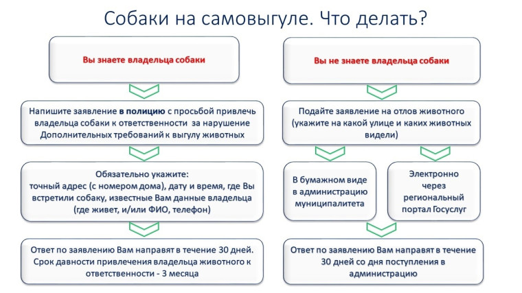 Собаки на самовыгуле. Что делать?. Собаки на самовыгуле. Что делать?.