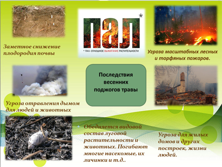 Последствия весенних поджогов травы. Последствия весенних поджогов травы.